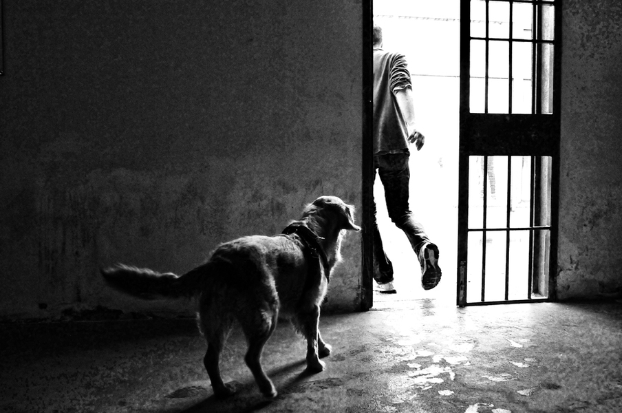 “Cani Dentro”, mostra fotografica di cani “co-terapeuti” per i detenuti